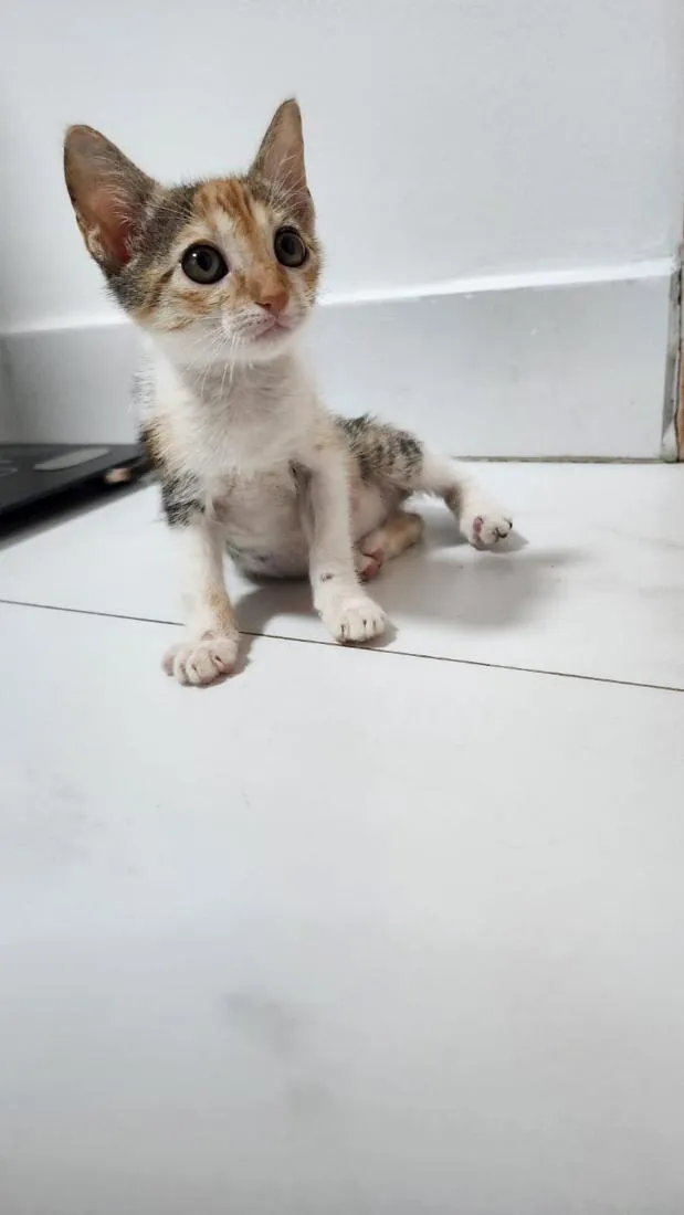 Gato raça SRD-ViraLata idade 2 a 6 meses nome Margot