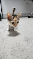 Margot