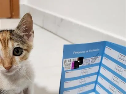 Gato raça SRD-ViraLata idade 2 a 6 meses nome Margot