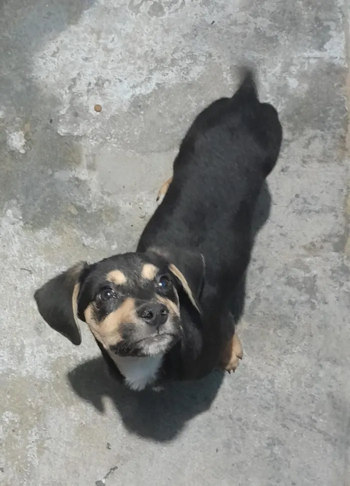 Cachorro raça SRD-ViraLata idade 2 a 6 meses nome Amigão