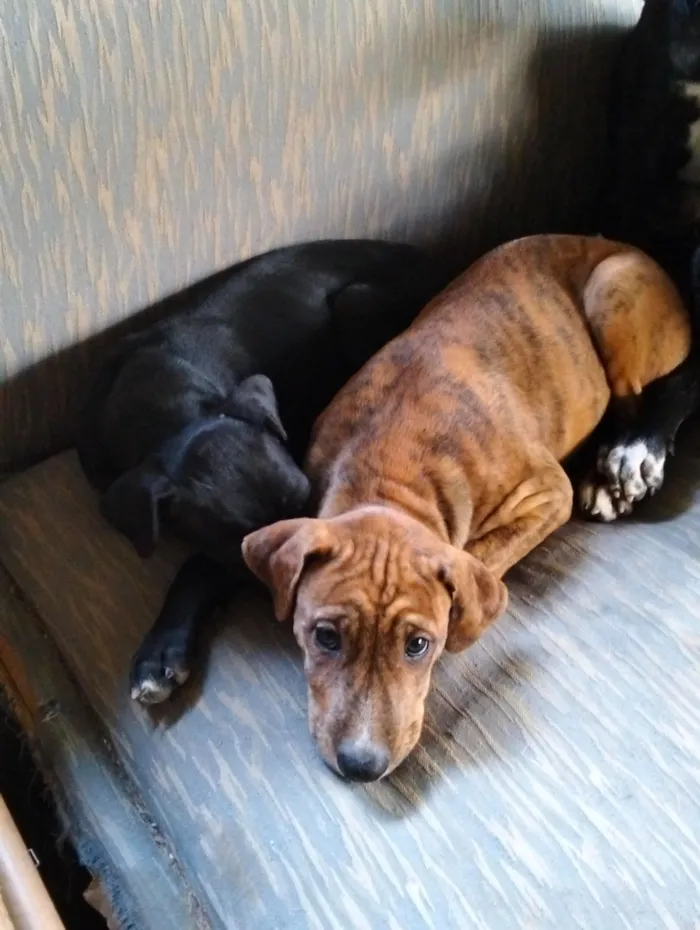 Cachorro raça SRD-ViraLata idade 2 a 6 meses nome Aguardando o dono para por nome 