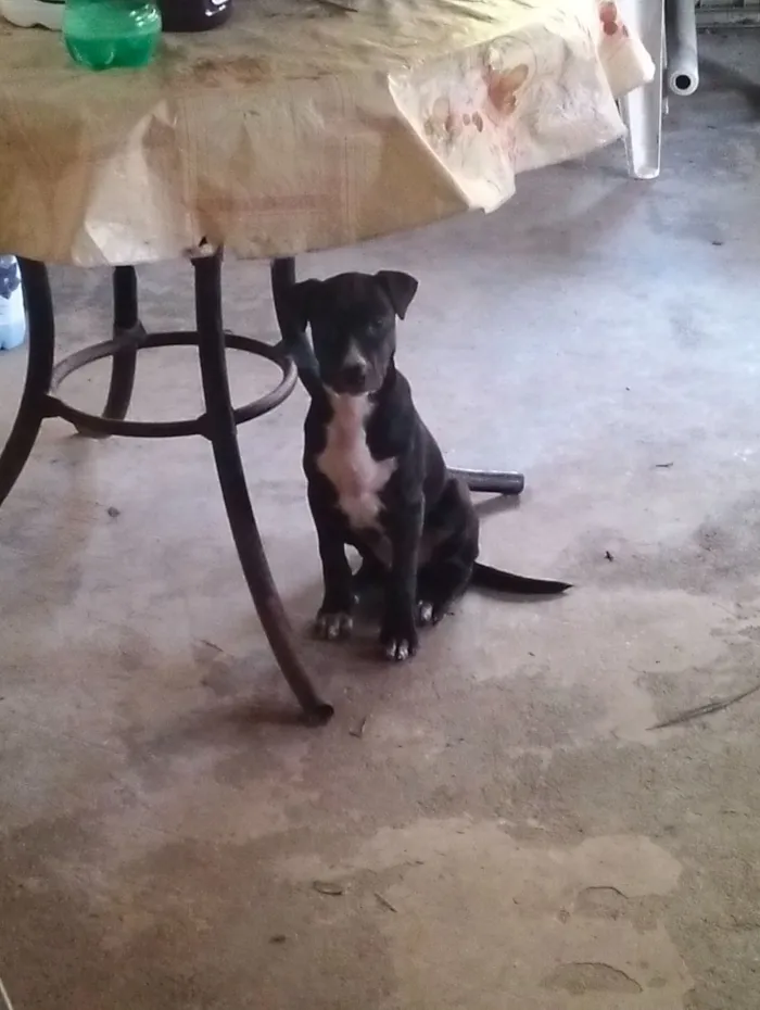 Cachorro raça SRD-ViraLata idade 2 a 6 meses nome Aguardando o dono para por nome 