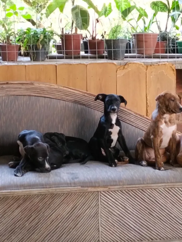 Cachorro raça SRD-ViraLata idade 2 a 6 meses nome Aguardando o dono para por nome 