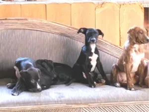 Cachorro raça SRD-ViraLata idade 2 a 6 meses nome Aguardando o dono para por nome 