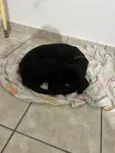 Estrela