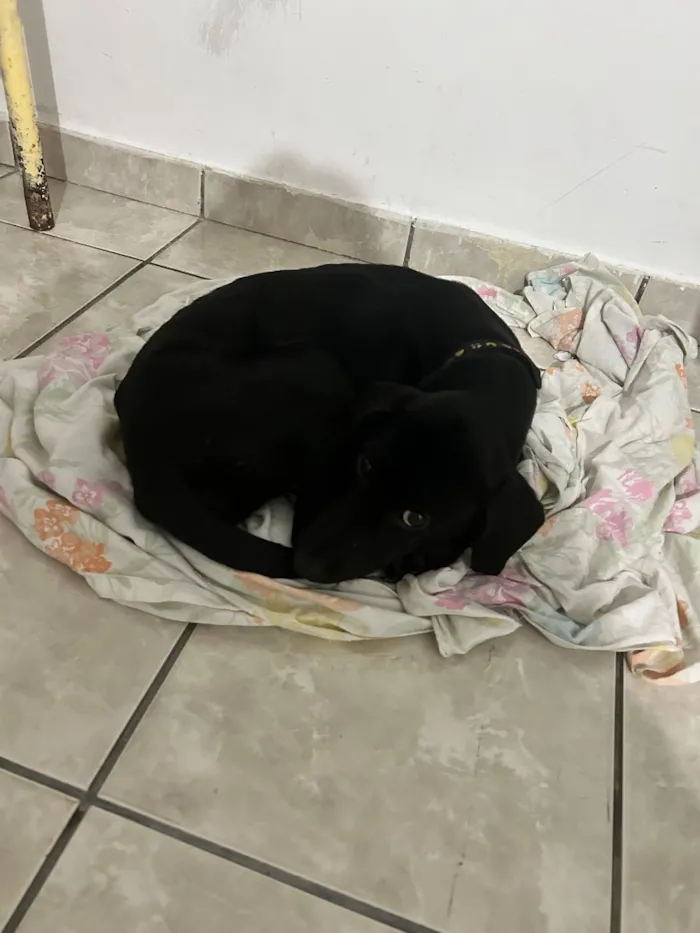 Cachorro raça SRD-ViraLata idade 7 a 11 meses nome Estrela