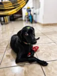 Estrela