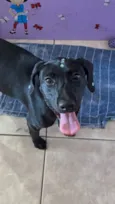 Estrela