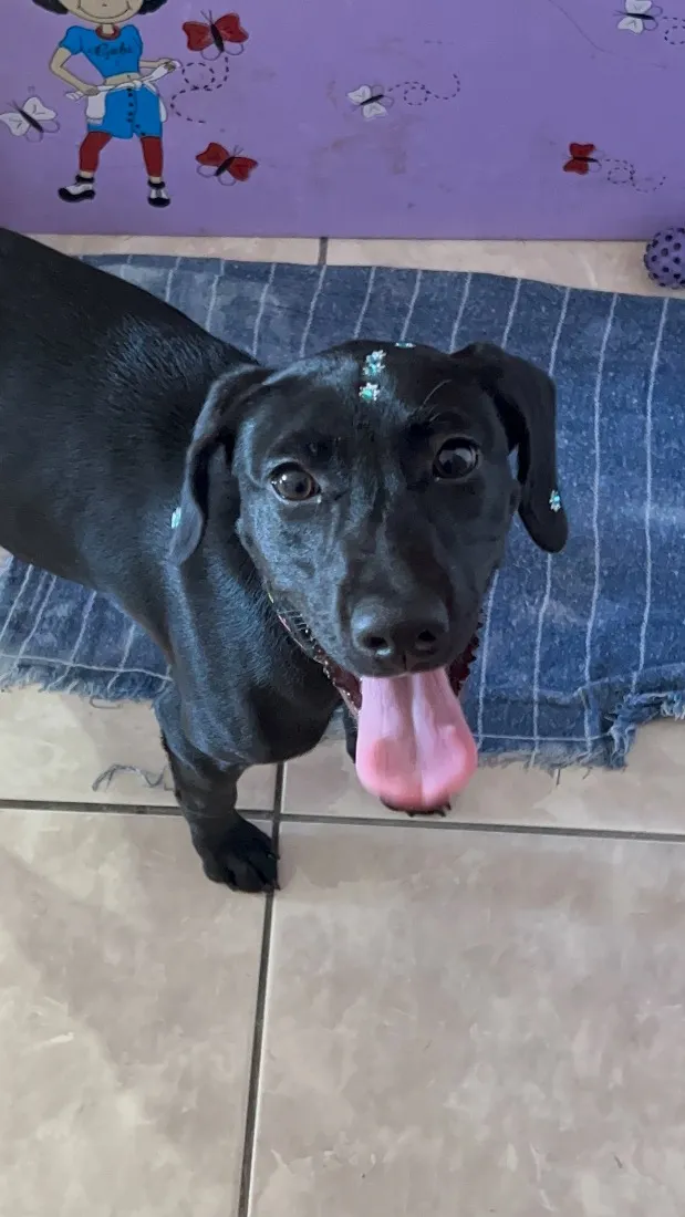Cachorro raça SRD-ViraLata idade 7 a 11 meses nome Estrela