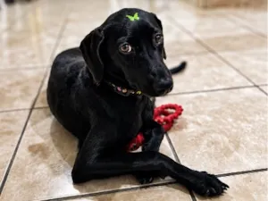 Cachorro raça SRD-ViraLata idade 7 a 11 meses nome Estrela