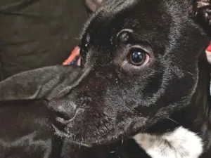 Cachorro raça SRD-ViraLata idade 7 a 11 meses nome Maré 