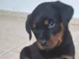 Tito