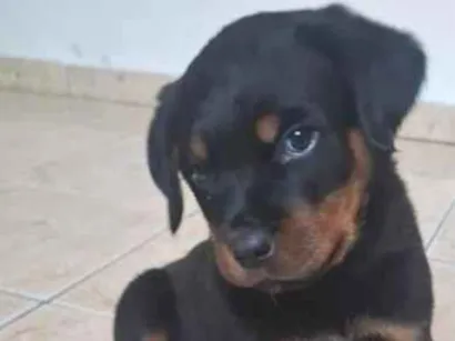 Cachorro raça Rottweiler idade 2 a 6 meses nome Tito