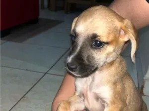 Cachorro raça SRD-ViraLata idade 2 a 6 meses nome Sem nomes