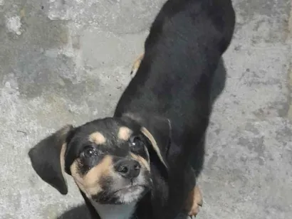 Cachorro raça SRD-ViraLata idade 2 a 6 meses nome Amigão