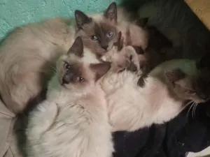 Gato raça Siamês idade 1 ano nome  princesinha bonitinha muizinha