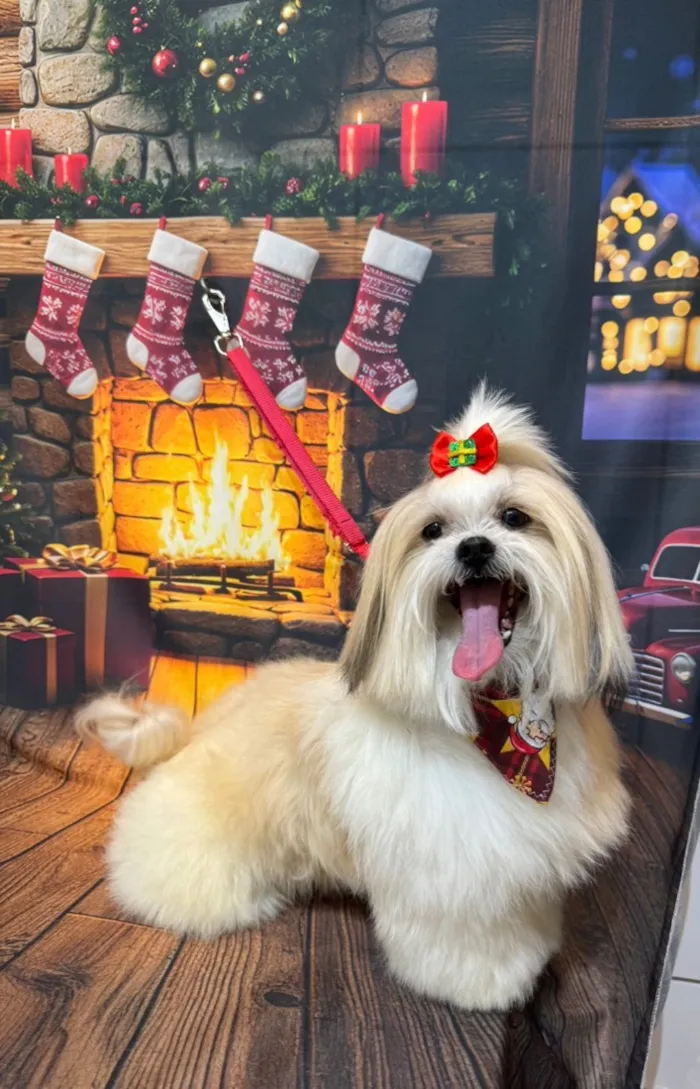 Cachorro raça Shitzu idade 5 anos nome Mac