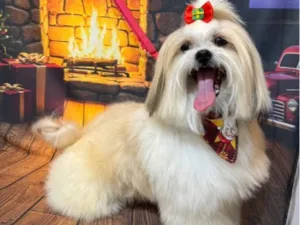 Cachorro raça Shitzu idade 5 anos nome Mac