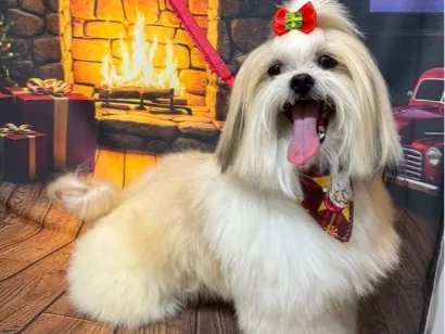 Cachorro raça Shitzu idade 5 anos nome Mac