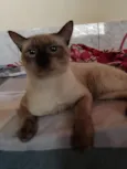 Simon