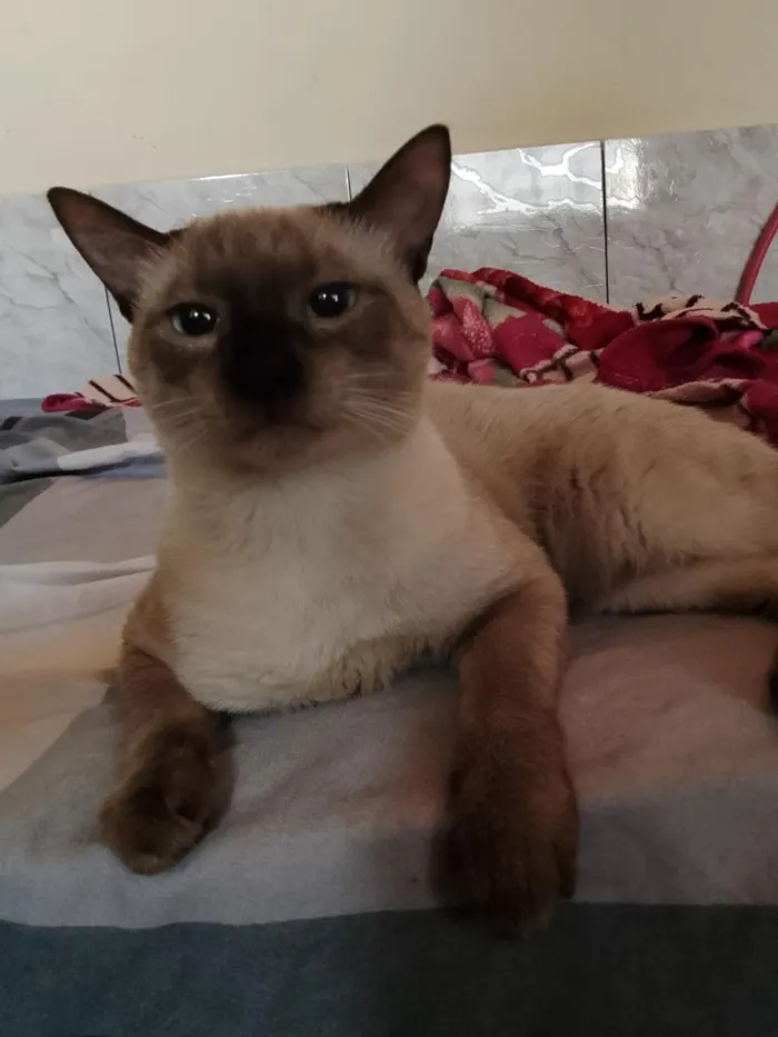 Gato raça Siamês idade 7 a 11 meses nome Simon