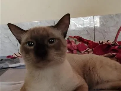 Gato raça Siamês idade 7 a 11 meses nome Simon
