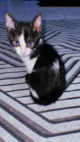 Oreo