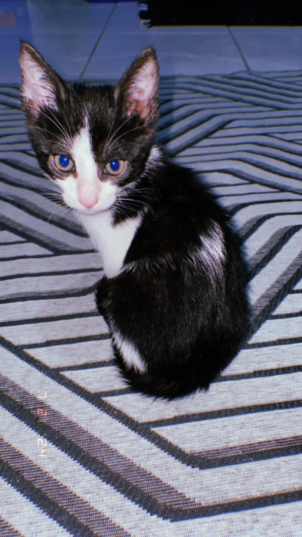 Gato raça SRD-ViraLata idade 1 ano nome Oreo