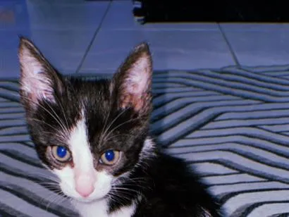 Gato raça SRD-ViraLata idade 1 ano nome Oreo