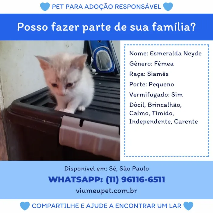Gato raça Siamês idade Abaixo de 2 meses nome Esmeralda Neyde