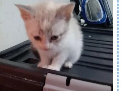 Gato raça Siamês idade Abaixo de 2 meses nome Esmeralda Neyde