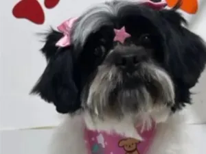 Cachorro raça Shitzu idade 2 anos nome Luna