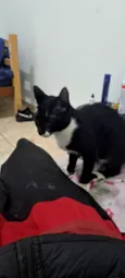 nao tem ele apareceu no meu quintal