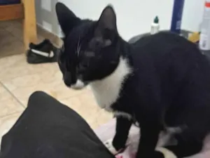 Gato raça  idade 7 a 11 meses nome nao tem ele apareceu no meu quintal