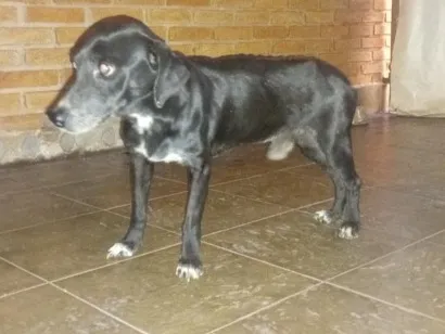 Cachorro raça SRD-ViraLata idade 1 ano nome Luck