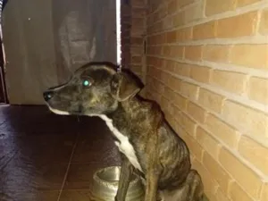 Cachorro raça SRD-ViraLata idade 7 a 11 meses nome Tor