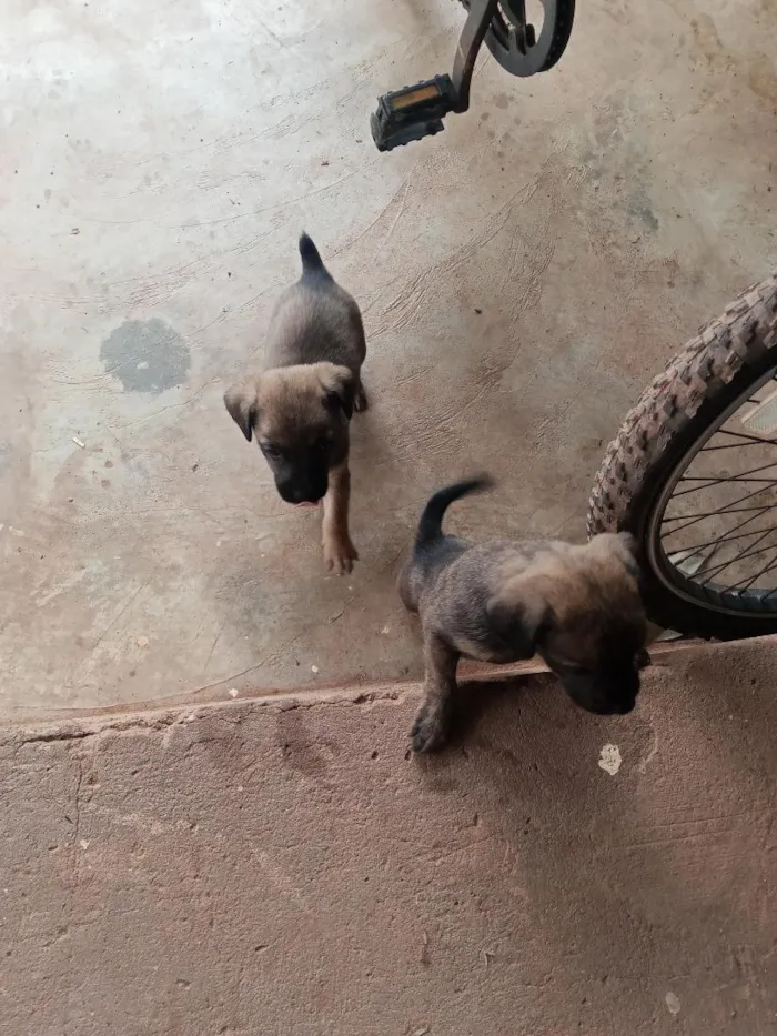 Cachorro raça Pinscher idade Abaixo de 2 meses nome não tem nomes ainda 
