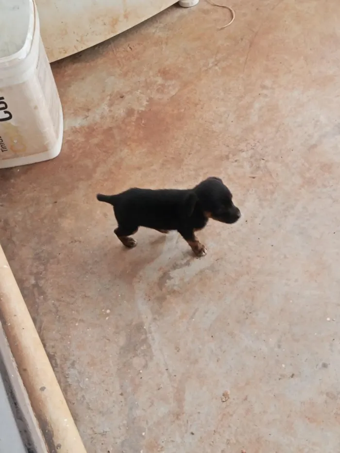Cachorro raça Pinscher idade Abaixo de 2 meses nome não tem nomes ainda 