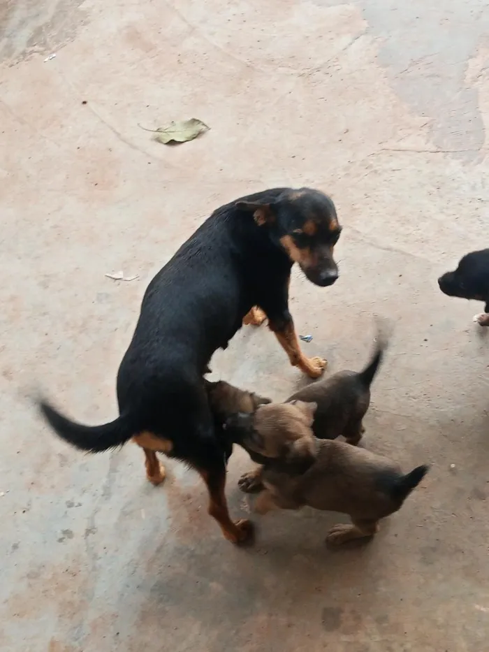 Cachorro raça Pinscher idade Abaixo de 2 meses nome não tem nomes ainda 