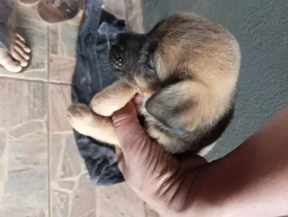 Cachorro raça Pinscher idade Abaixo de 2 meses nome não tem nomes ainda 