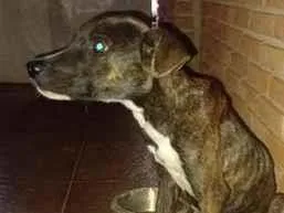 Cachorro raça SRD-ViraLata idade 7 a 11 meses nome Tor