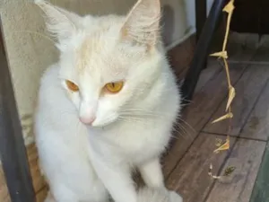 Gato raça SRD-ViraLata idade 7 a 11 meses nome sem nome