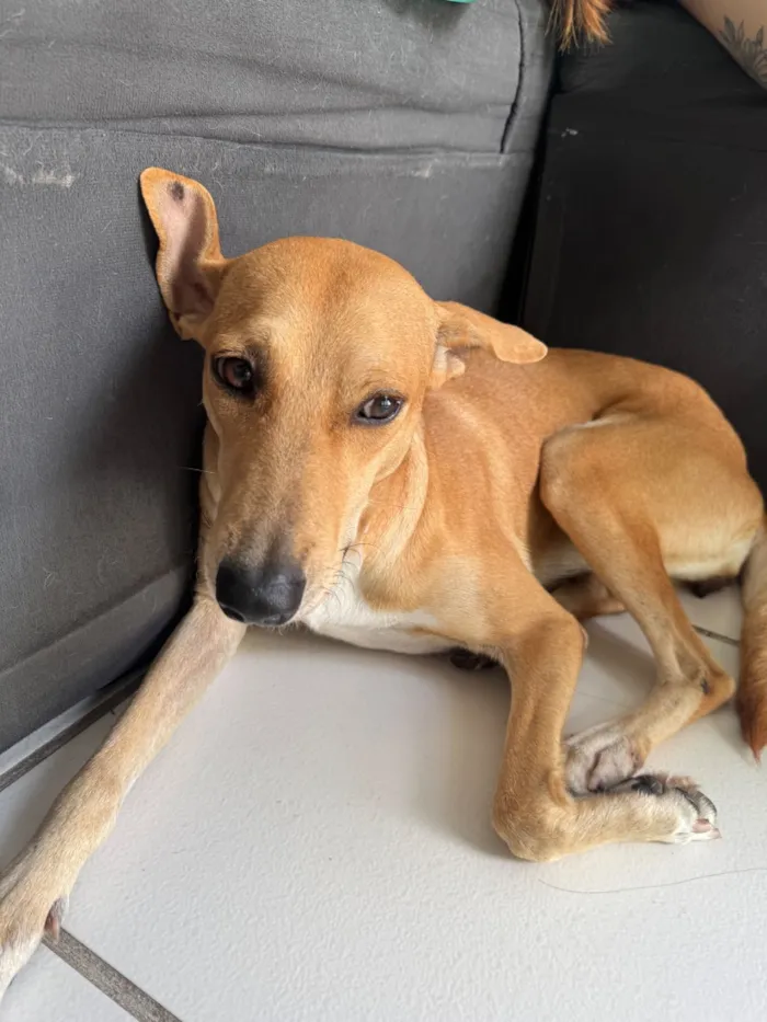 Cachorro raça SRD-ViraLata idade 3 anos nome Lua