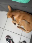 Lua