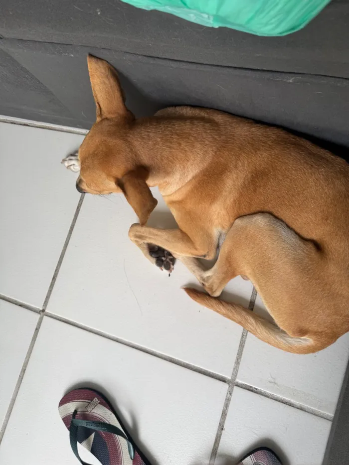 Cachorro raça SRD-ViraLata idade 3 anos nome Lua