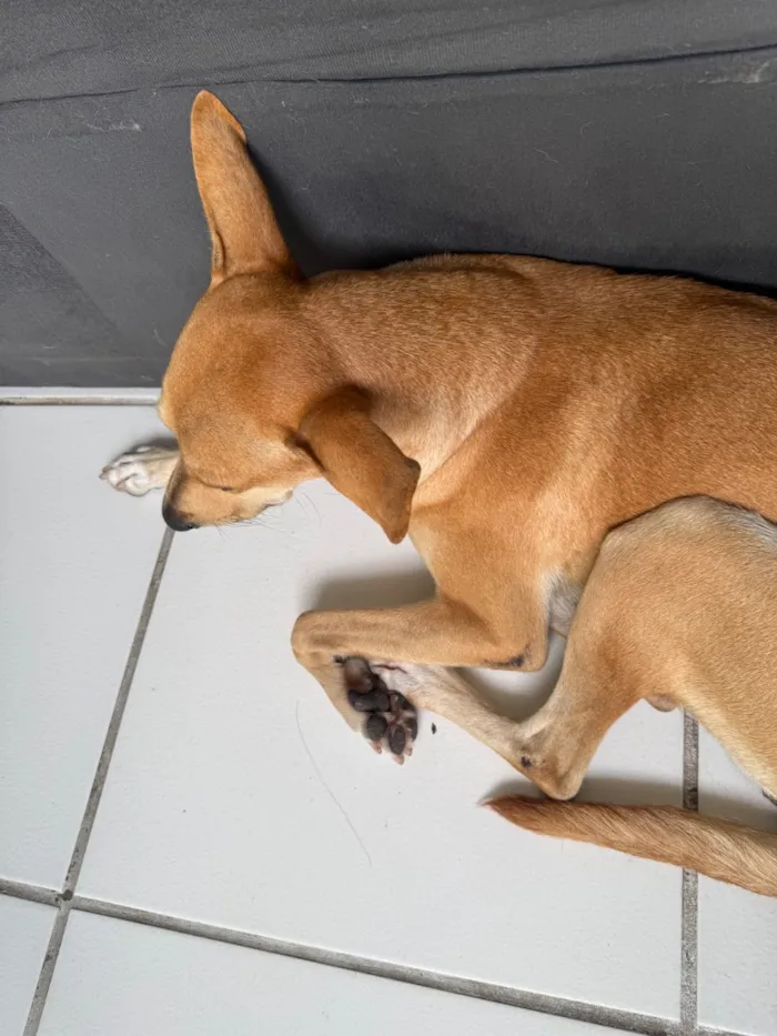 Cachorro raça SRD-ViraLata idade 3 anos nome Lua