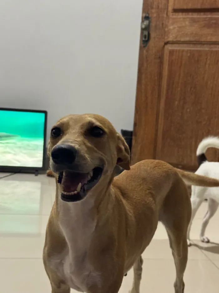 Cachorro raça SRD-ViraLata idade 3 anos nome Lua