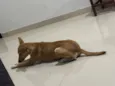 Lua
