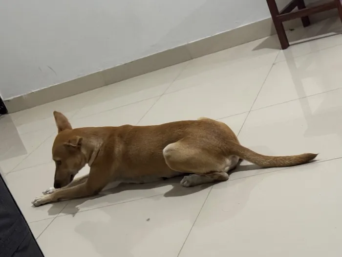 Cachorro raça SRD-ViraLata idade 3 anos nome Lua