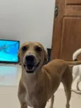 Lua